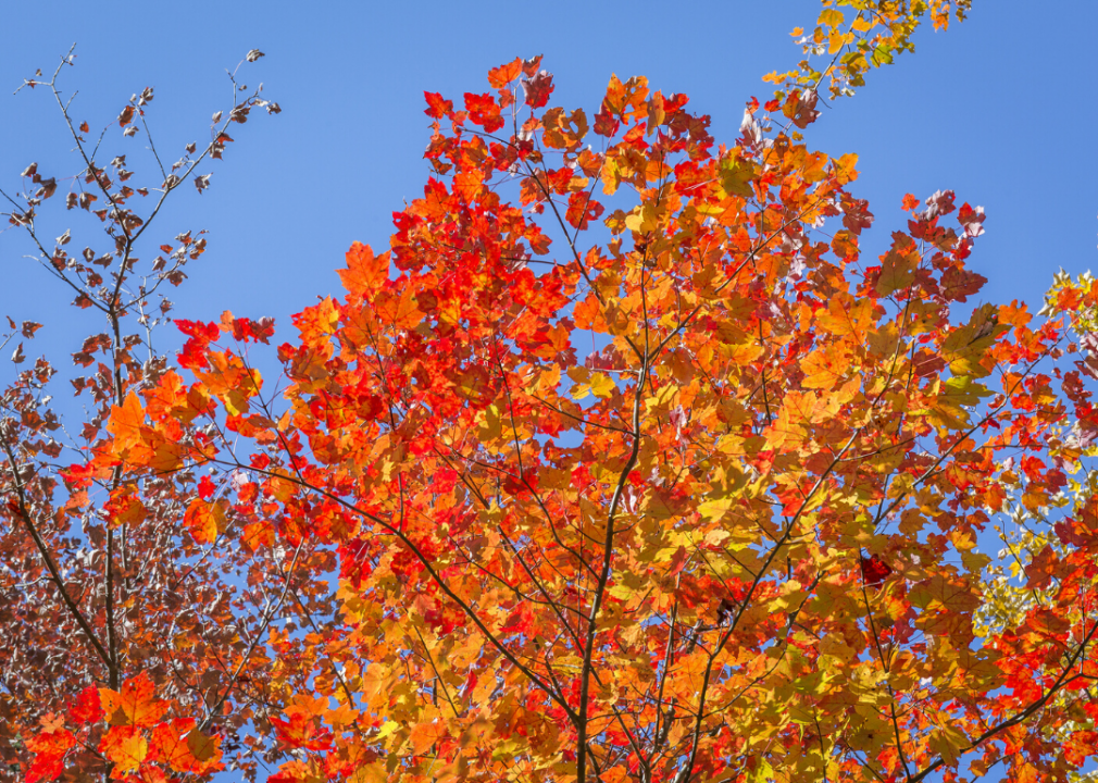 quiz-do-you-know-your-state-tree-stacker