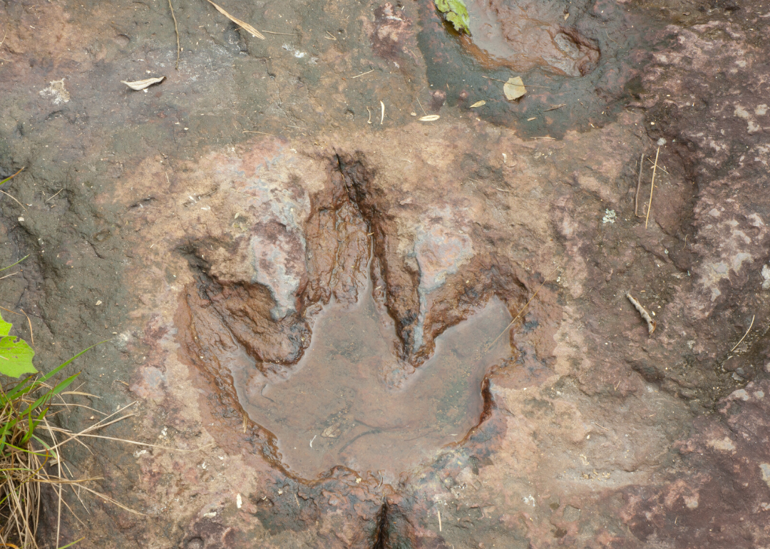 See How Many Dinosaur Fossils Are in Pennsylvania Stacker