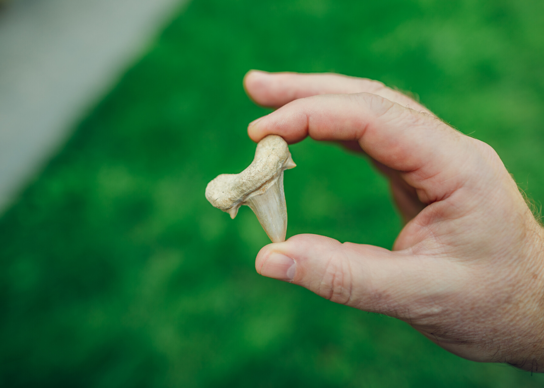 See How Many Dinosaur Fossils Are in Stacker