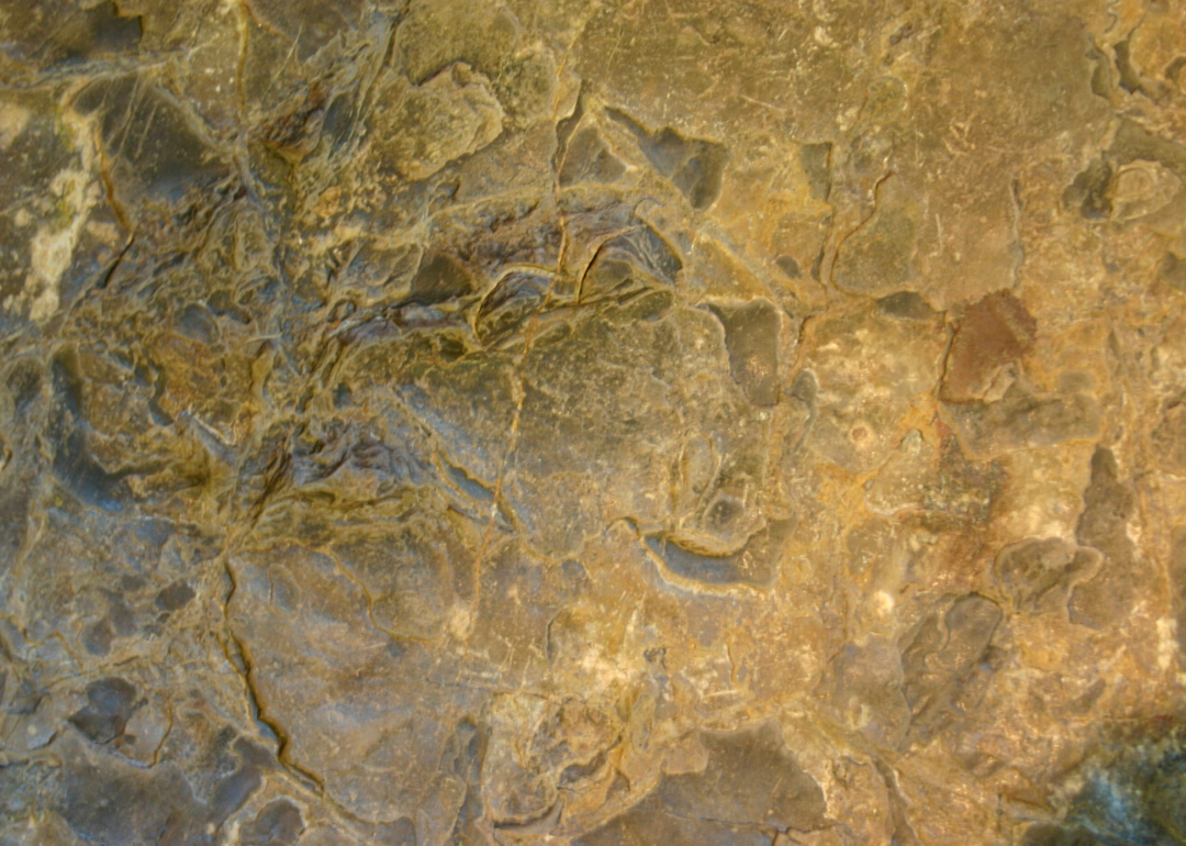 Virginia is the 10 State With the Most Dinosaur Fossils Stacker