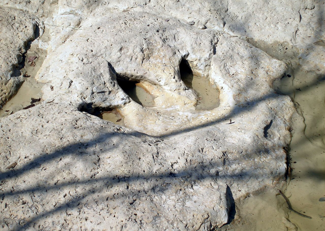 Texas is the 8 State With the Most Dinosaur Fossils Stacker