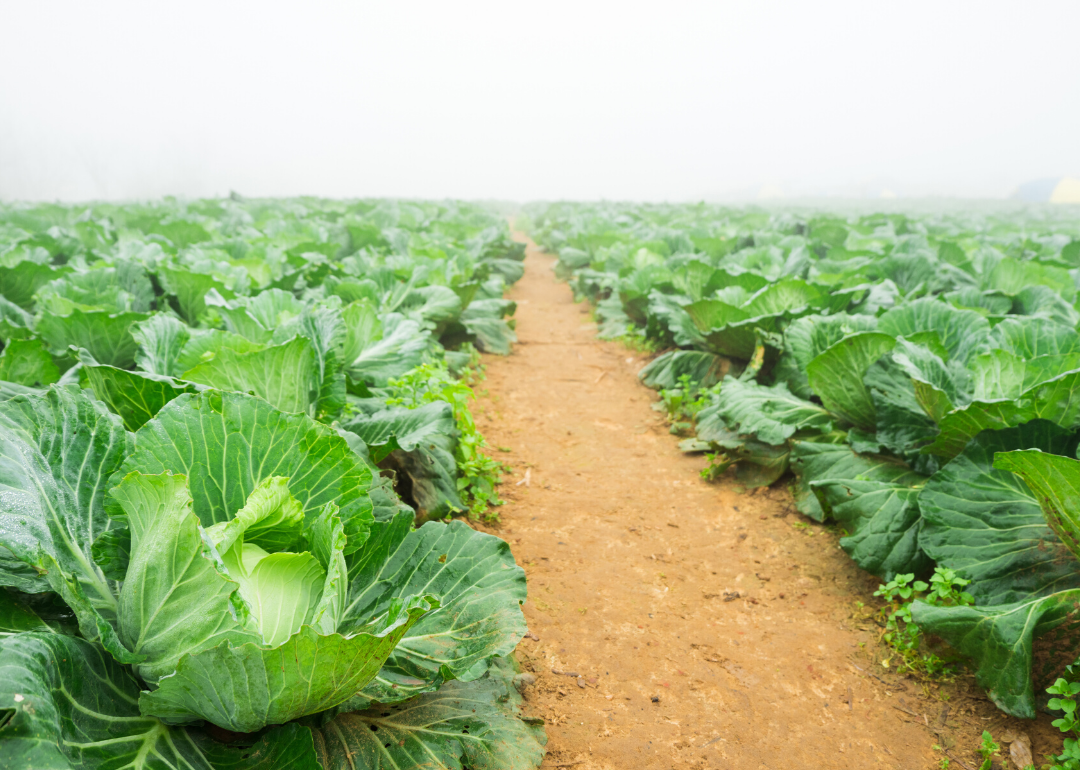 most-valuable-crops-grown-in-florida-stacker