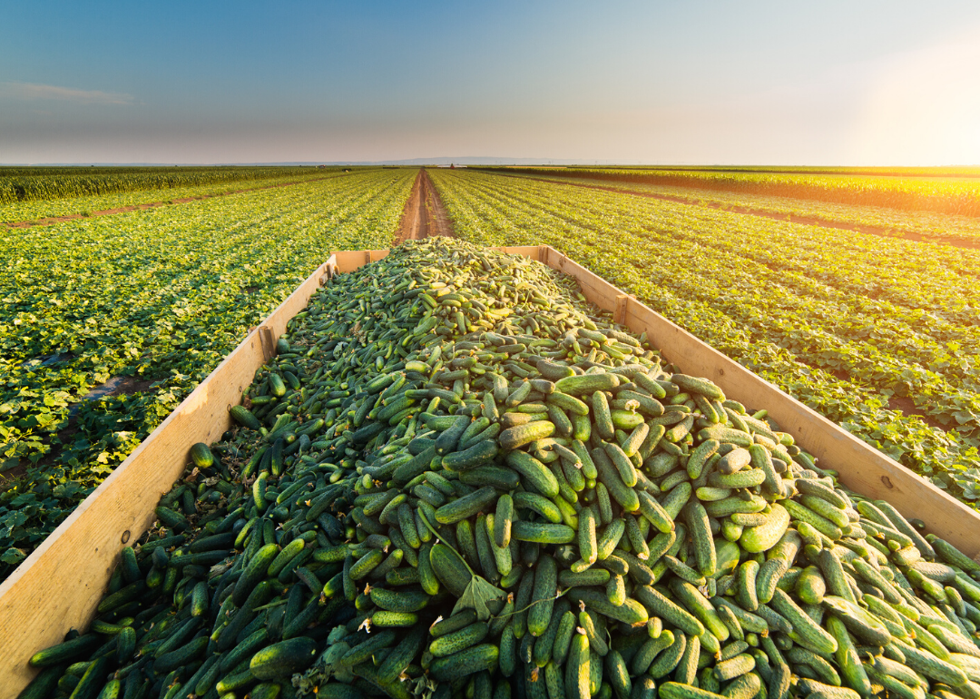 most-valuable-crops-grown-in-florida-stacker