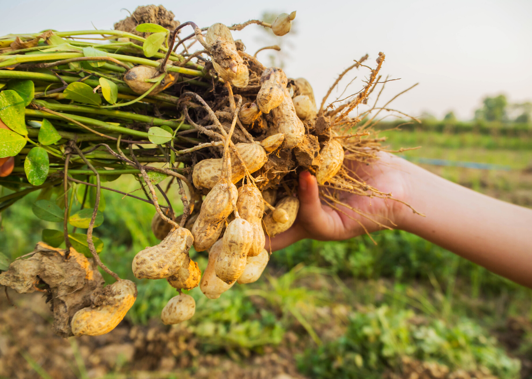 most-valuable-crops-grown-in-georgia-stacker