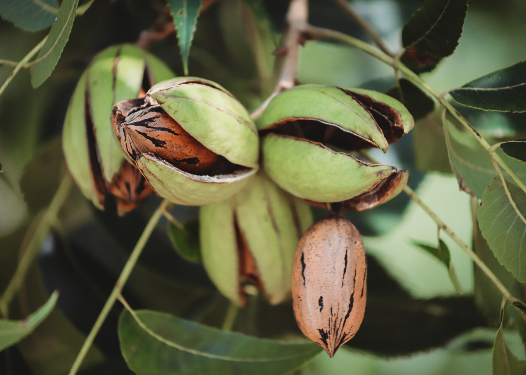 What Crops Does New Mexico Grow