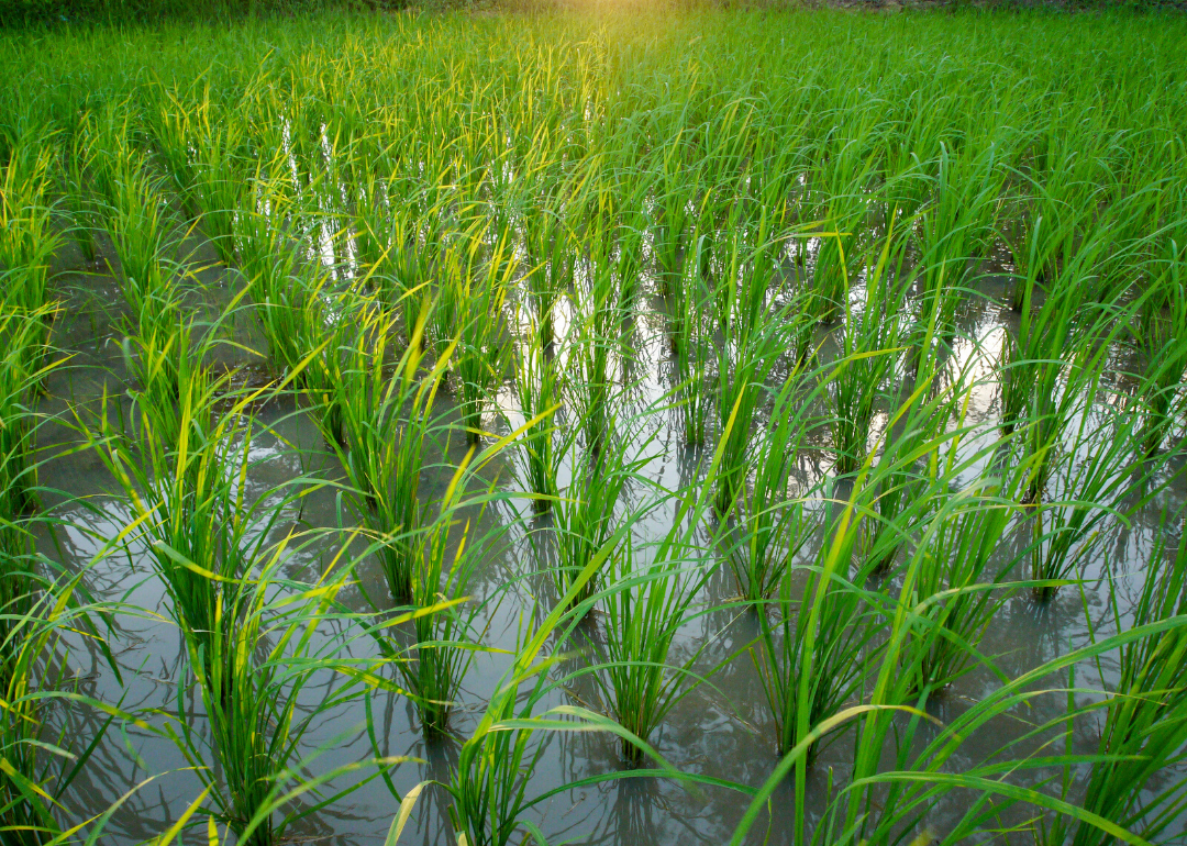 What Crops Are Grown In Northern Arkansas