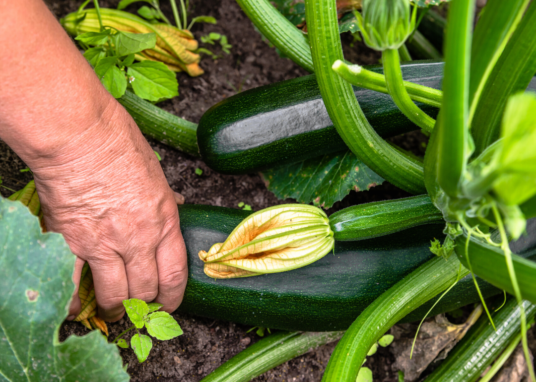 most-valuable-crops-grown-in-florida-stacker