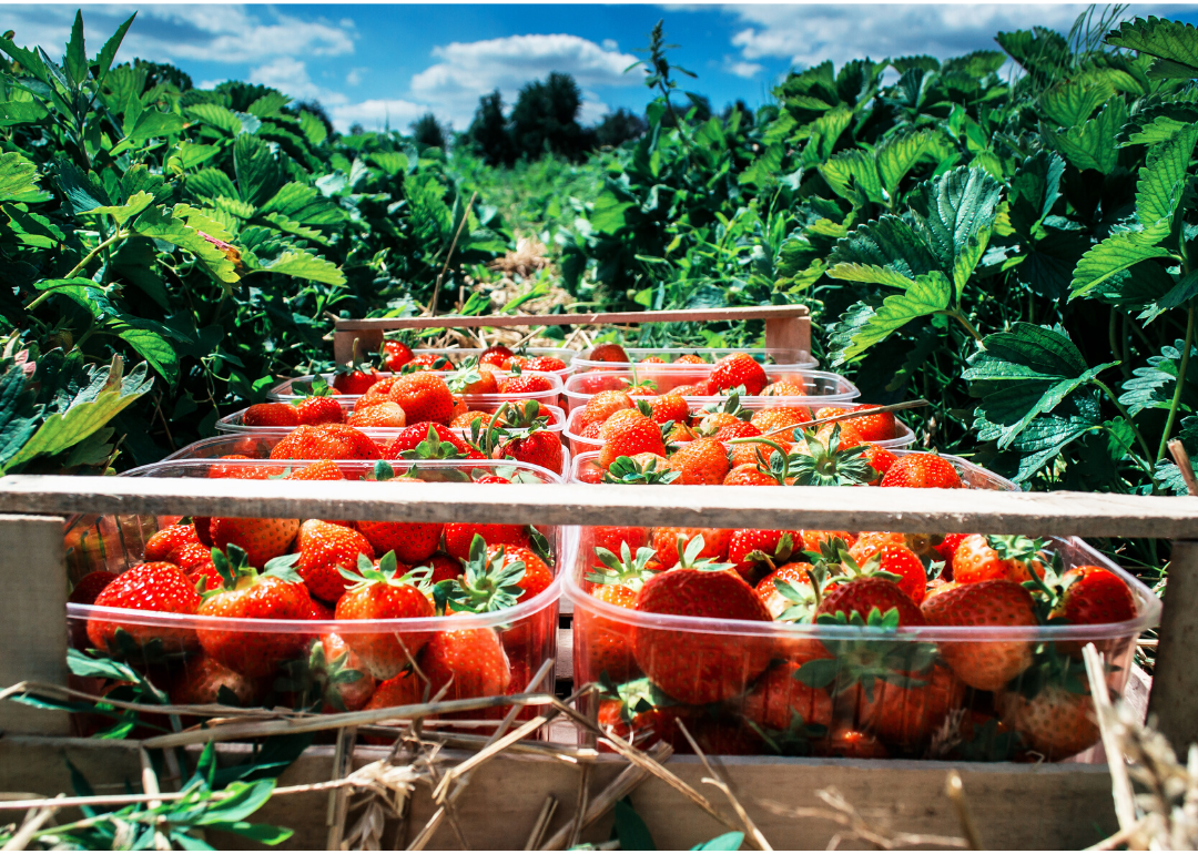 Most Valuable Crops Grown In Florida | Stacker