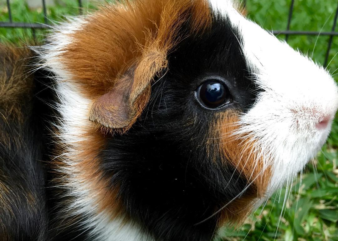 Small Furry Pets Available for Adoption in San Diego Stacker