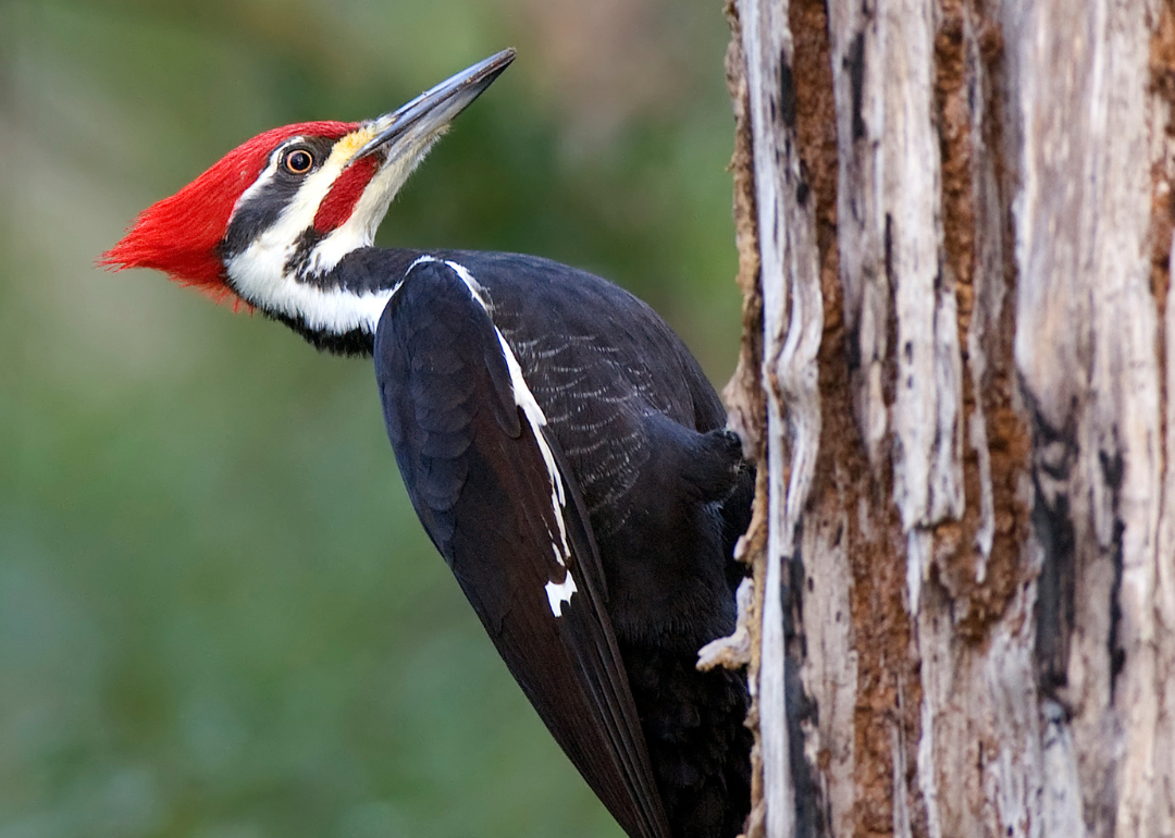 Most Commonly Seen Birds in South Carolina | Stacker