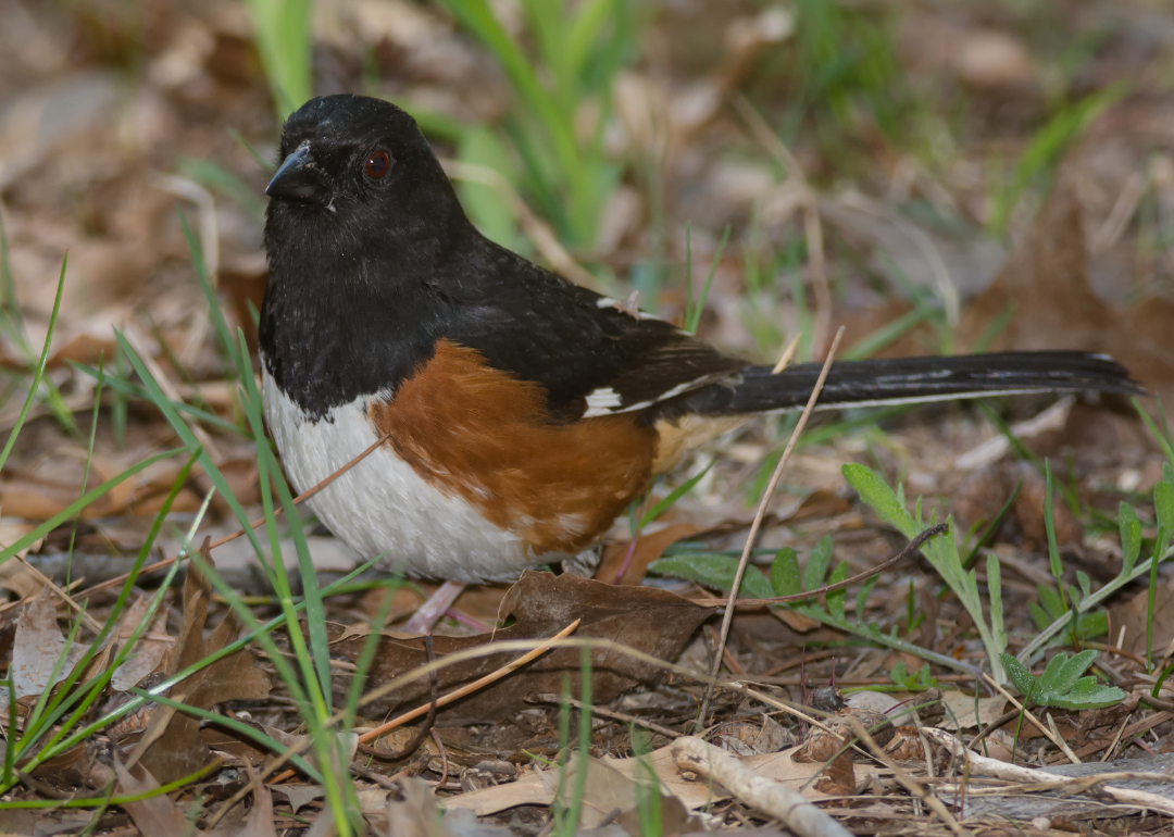 Most Commonly Seen Birds in Connecticut Stacker