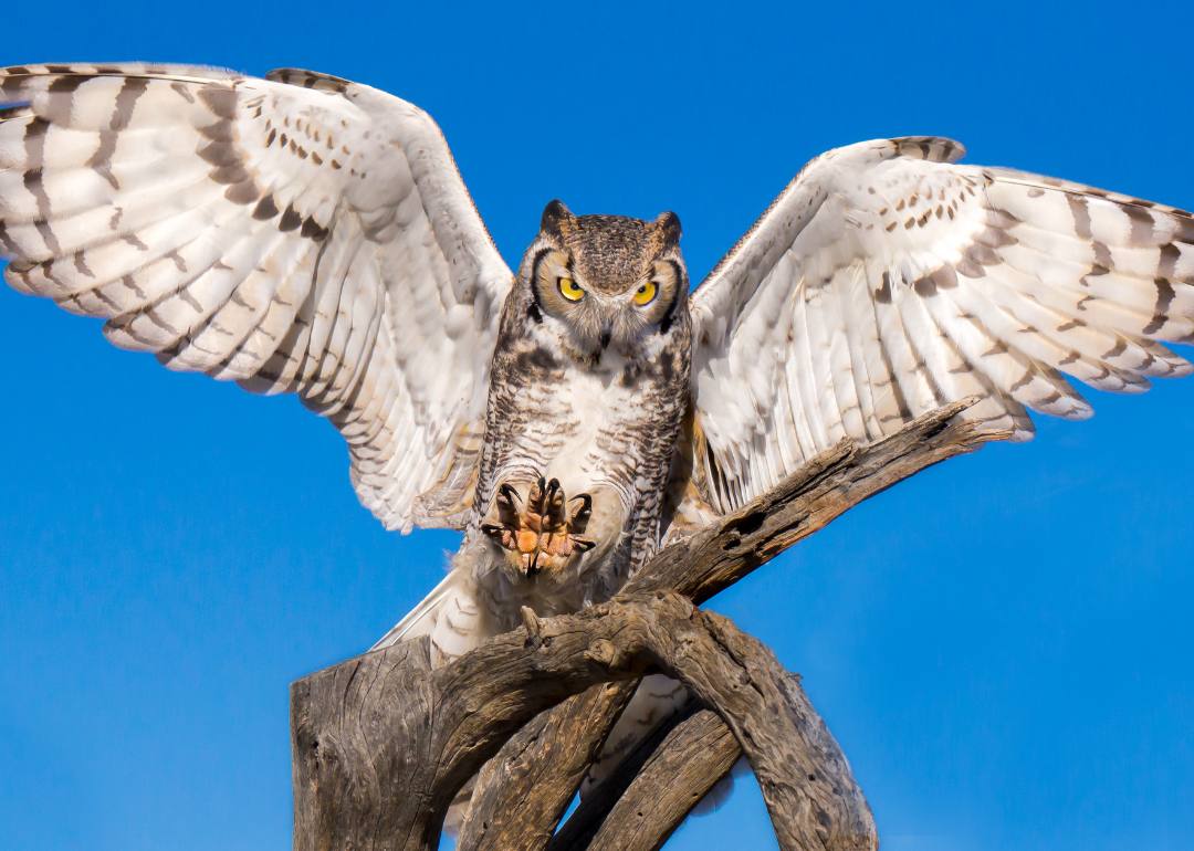 Most Commonly Seen Birds in South Dakota | Stacker