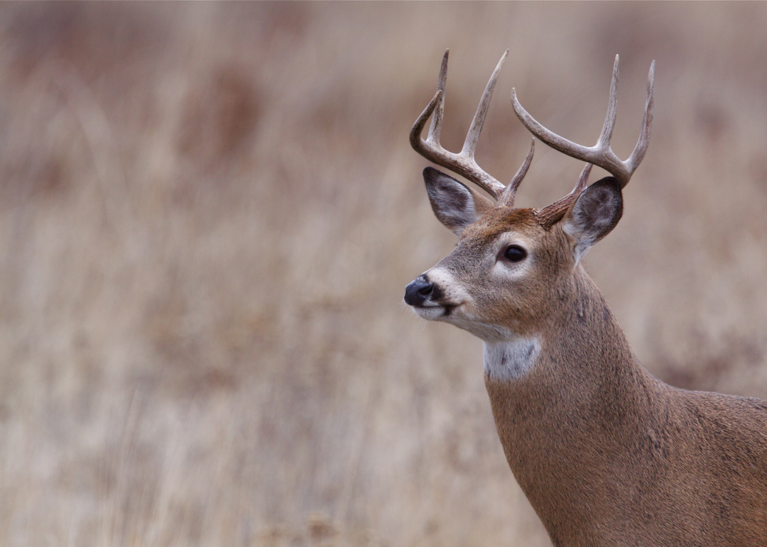 Counties With the Lowest Cost of Living in Indiana Stacker