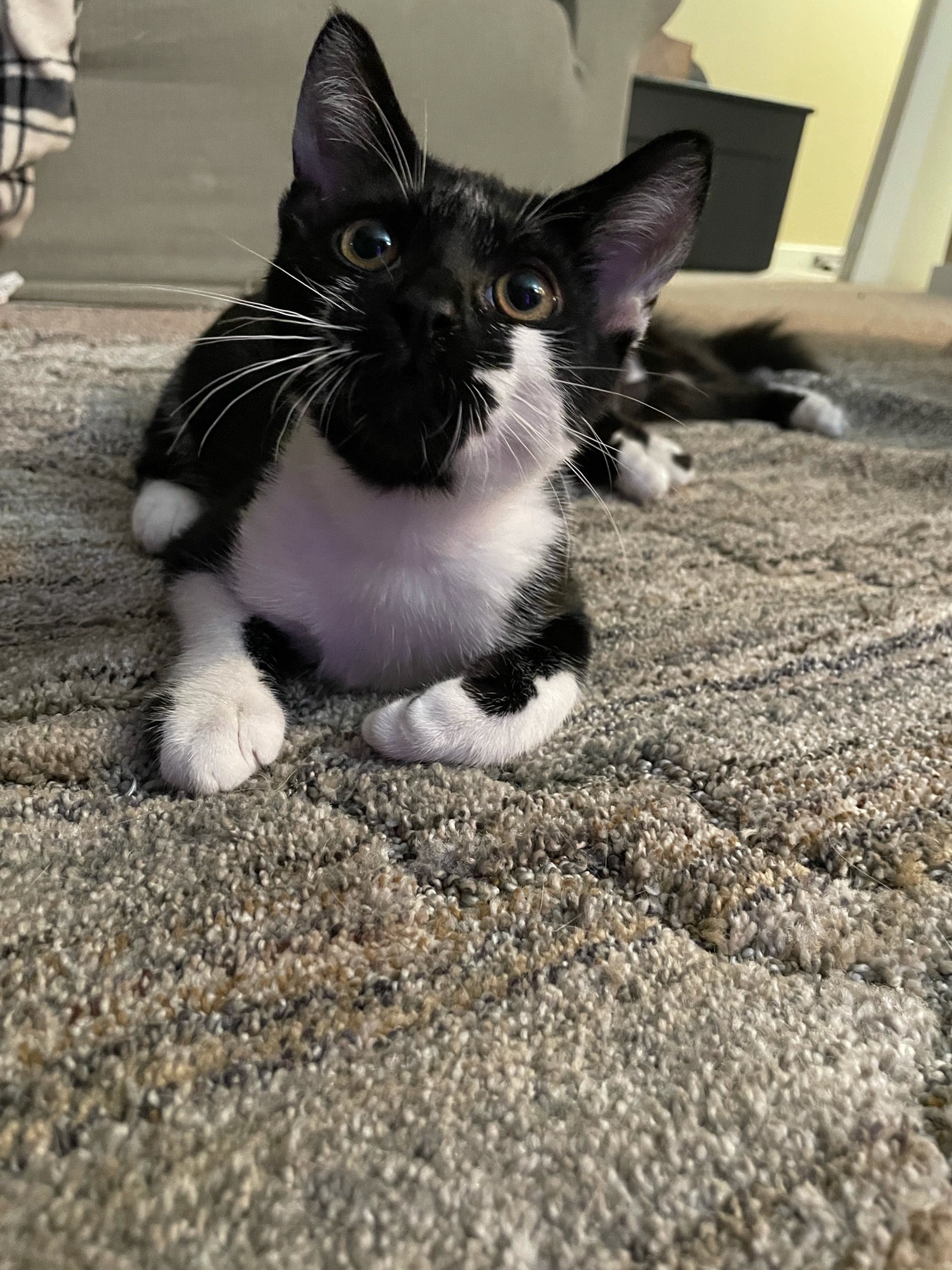 Cats available for adoption in Portland, Oregon Stacker