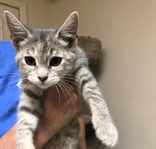 Cats available for adoption in Waco | Stacker