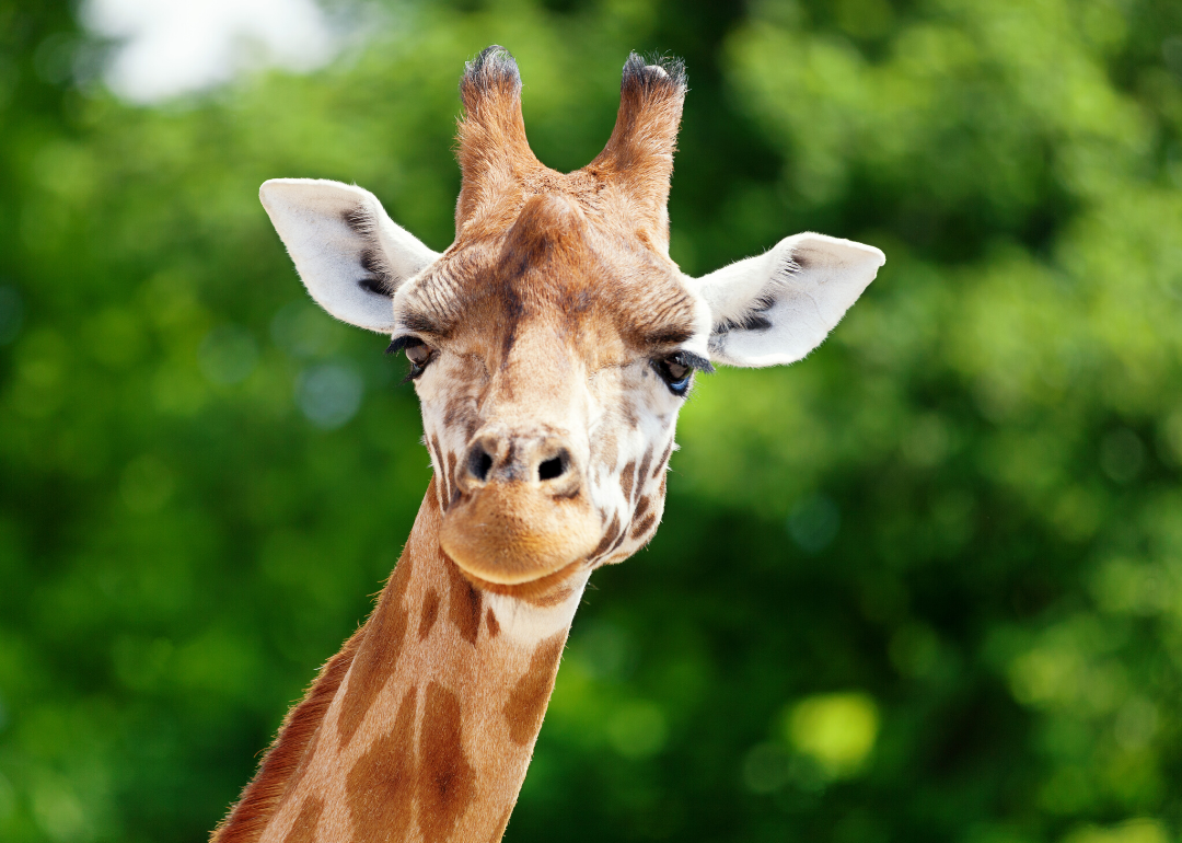 Why Do Giraffes Have Long Necks? Answers to 25 Animal Evolution