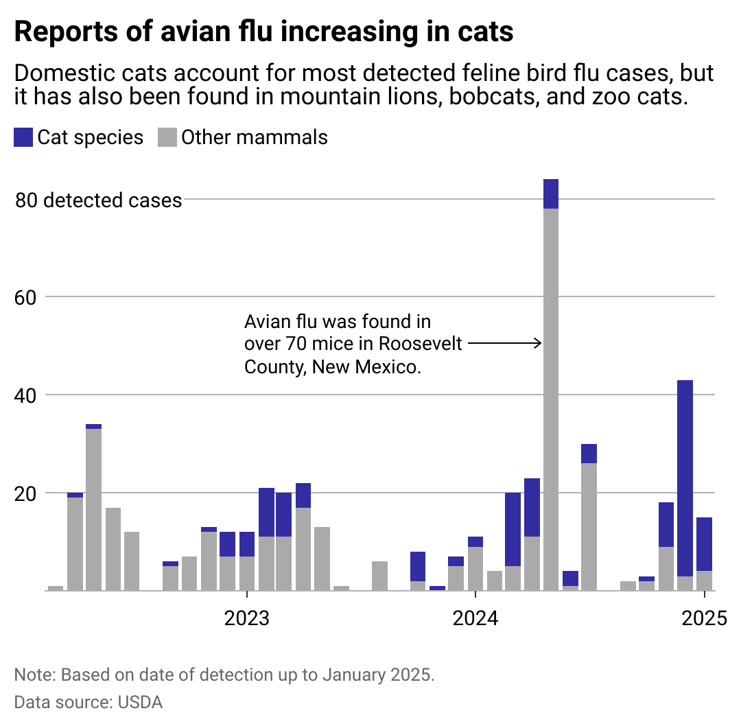 Column chart showing reports of bird flu increasing in cats. Domestic cats account for most detected feline avian flu cases, but it has also been found in mountain lions, bobcats, and zoo cats.