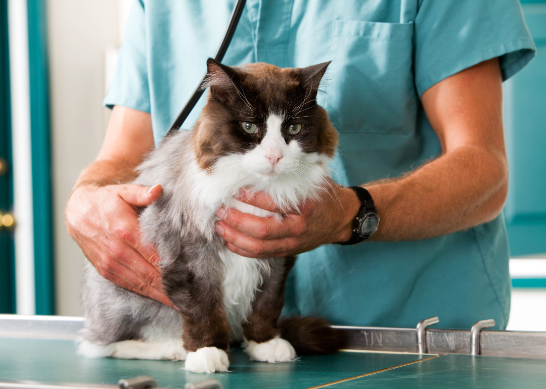 A cat at the vet.