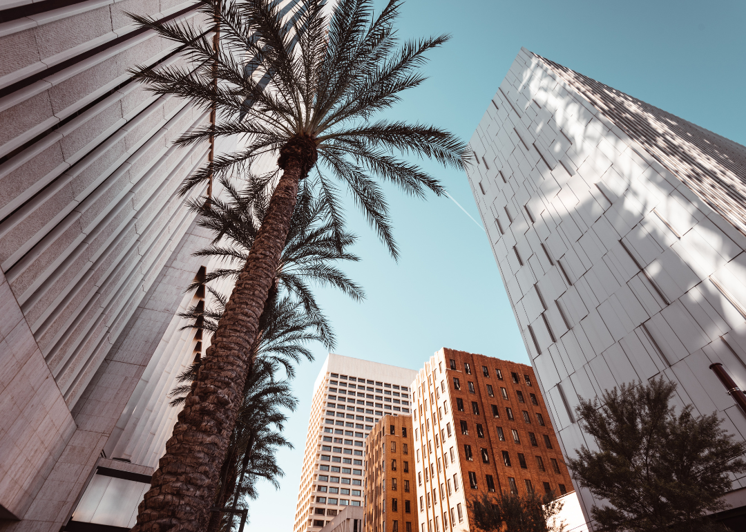 A palm tree and tall buildings.
