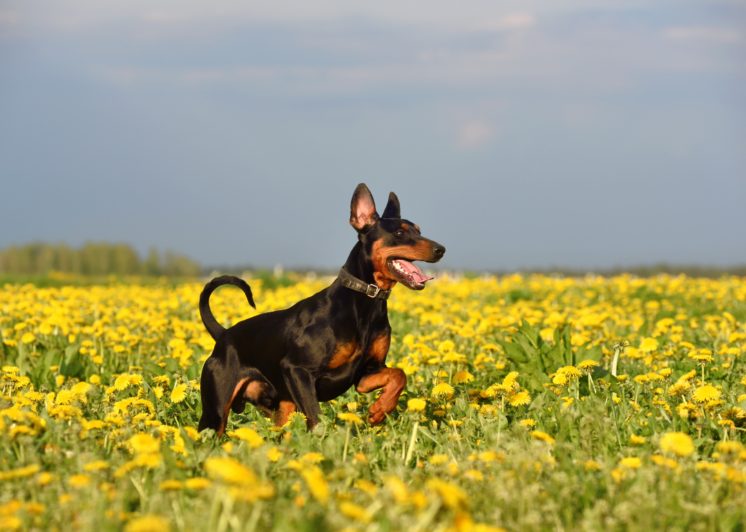 the-most-popular-dog-names-of-2023-in-new-mexico-wag