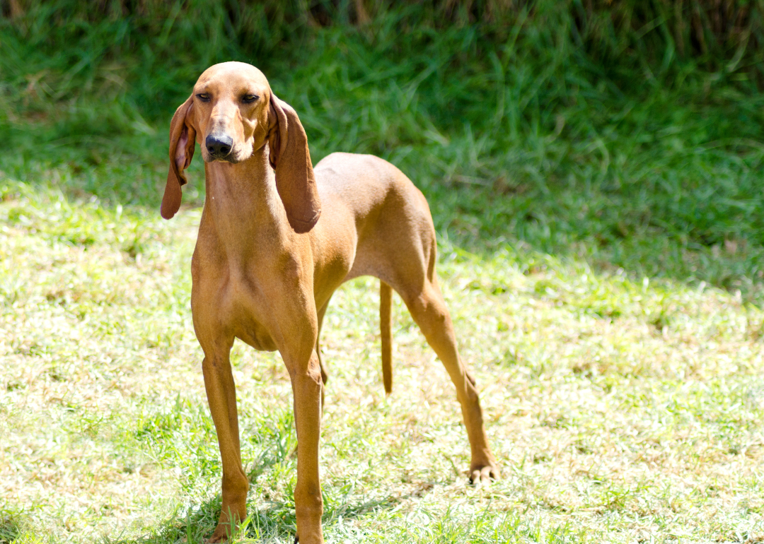 The Most Popular Dog Names Of 2023 In North Carolina Wag 