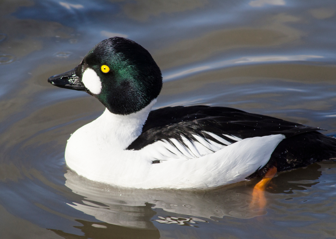 Most Commonly Hunted Migratory Birds in Alabama | Stacker