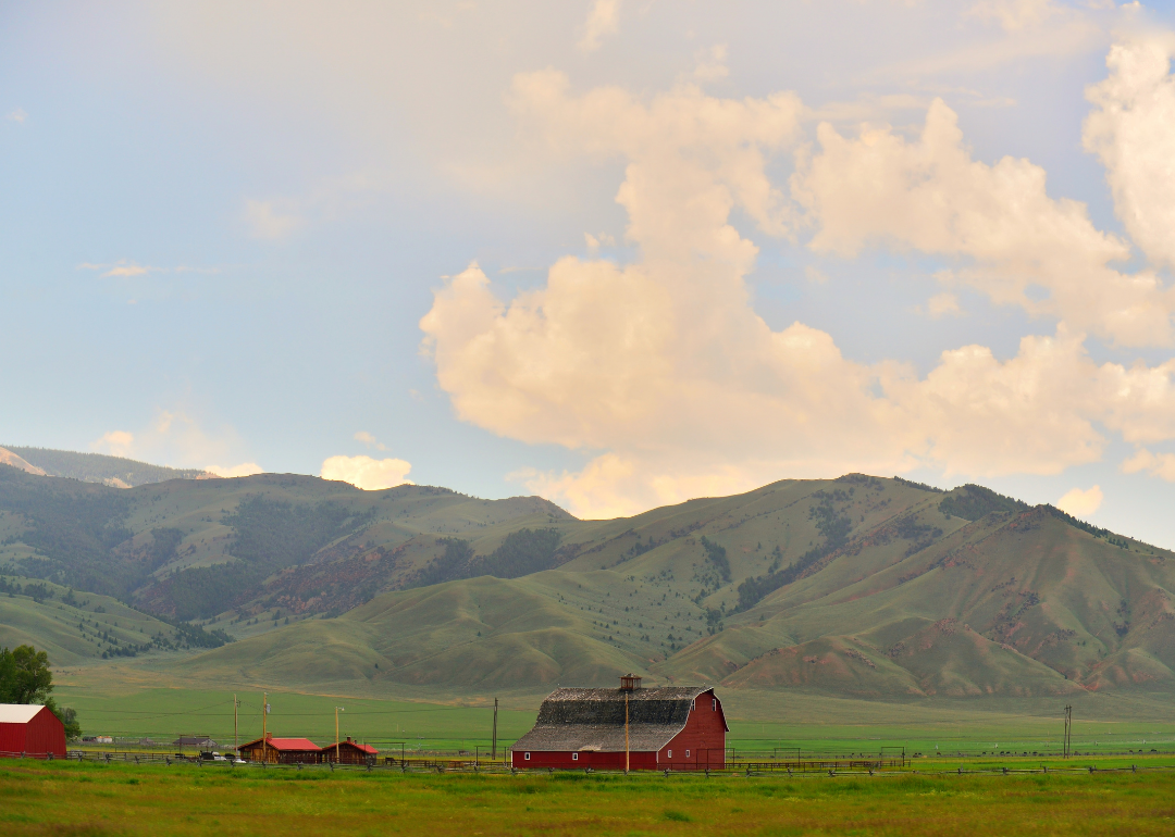 See How Many Fruits and Vegetables People Consume in Montana Thistle