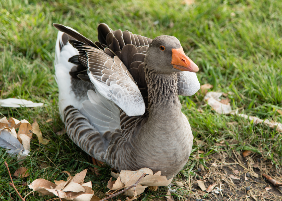 Most Commonly Hunted Migratory Birds in Colorado Stacker