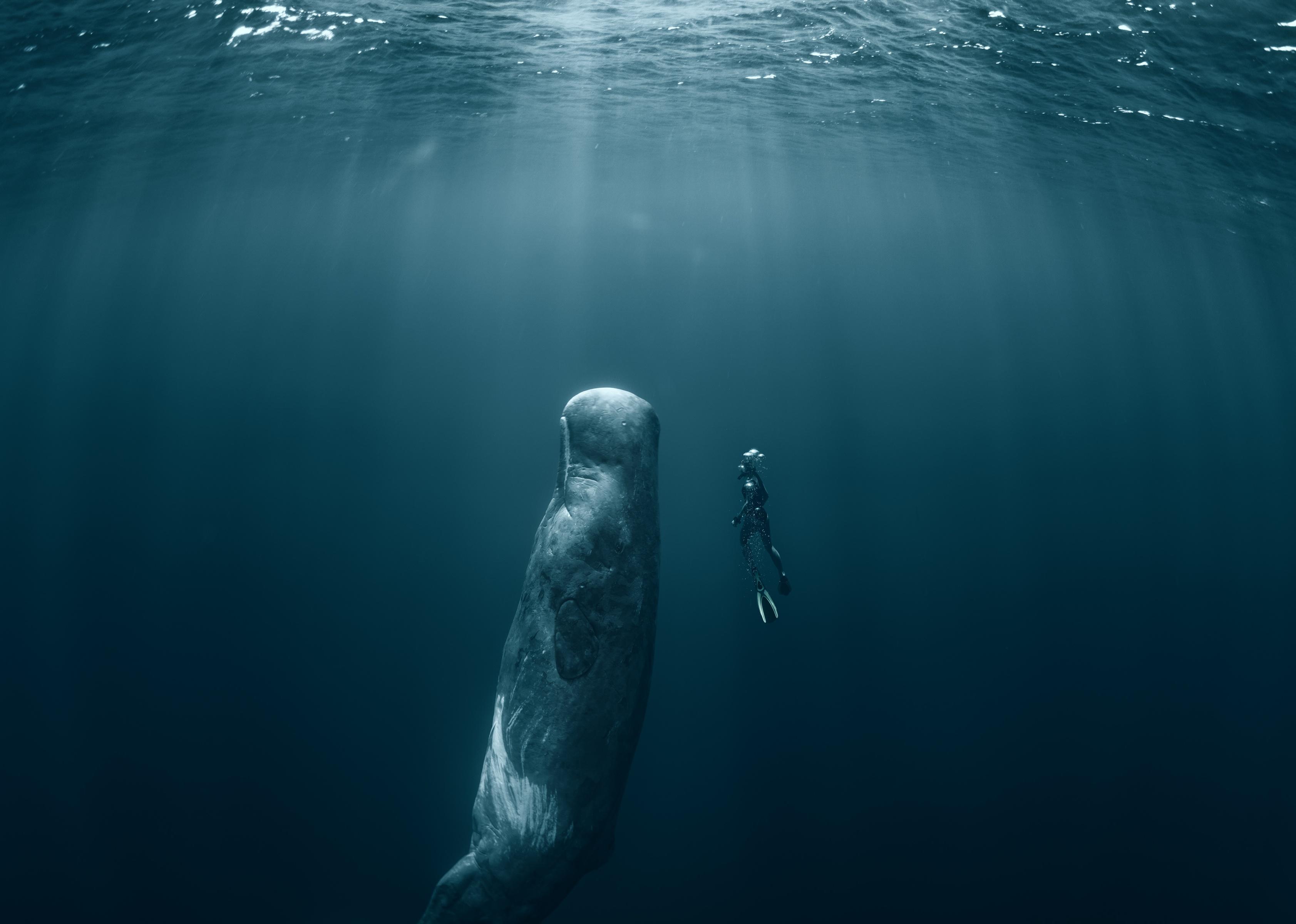 30 Fascinating Facts About Sleep in the Animal Kingdom Stacker