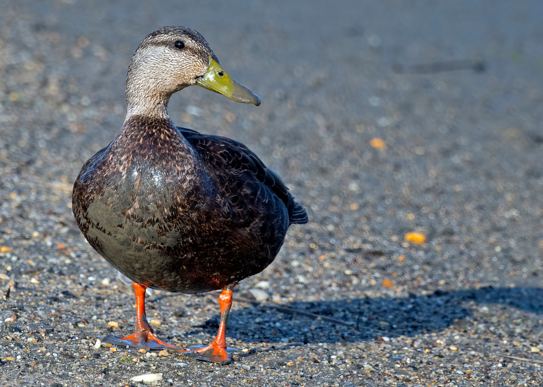 Most Commonly Hunted Migratory Birds in Illinois | Stacker