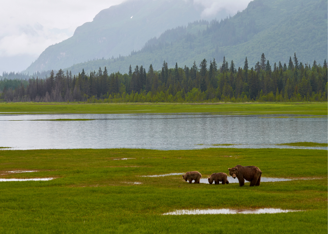 1 in 29 People in Dillingham Census Area, Alaska Are Grandparents ...
