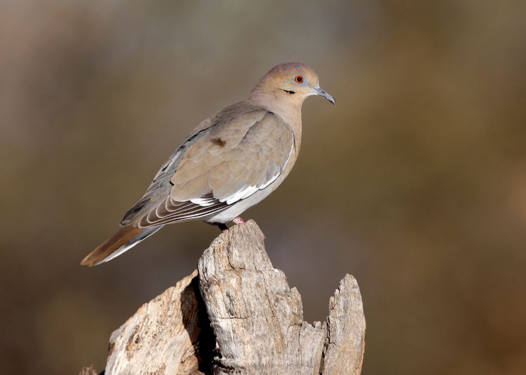 Most Commonly Seen Birds in Kansas Stacker