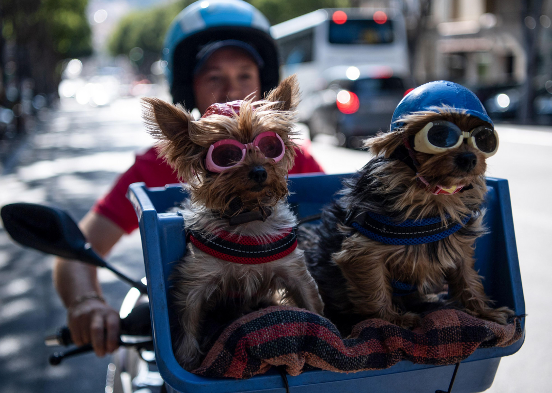top ten small dogs