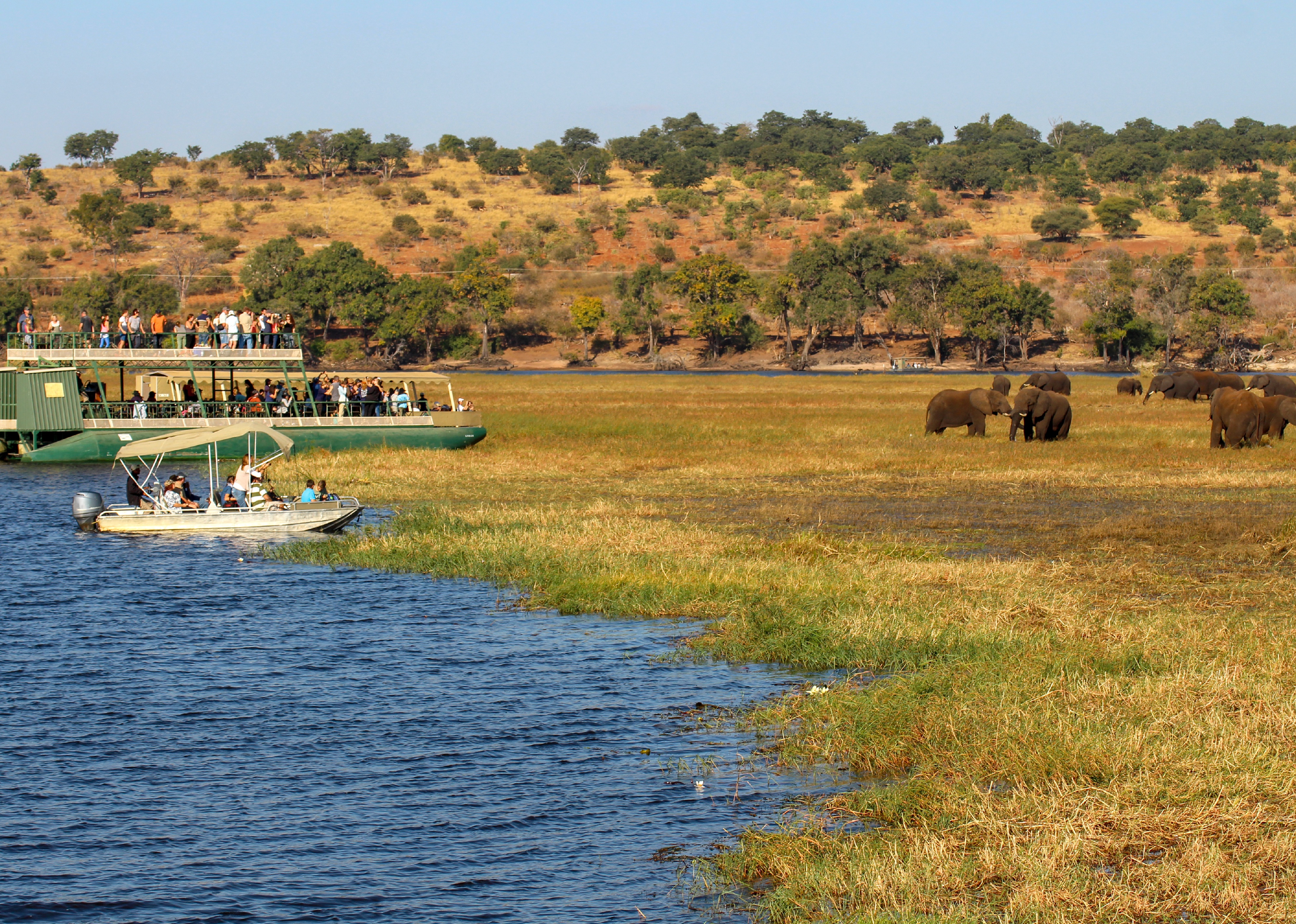 Small and large boat with people on Chobe River watching elephants eat grass.