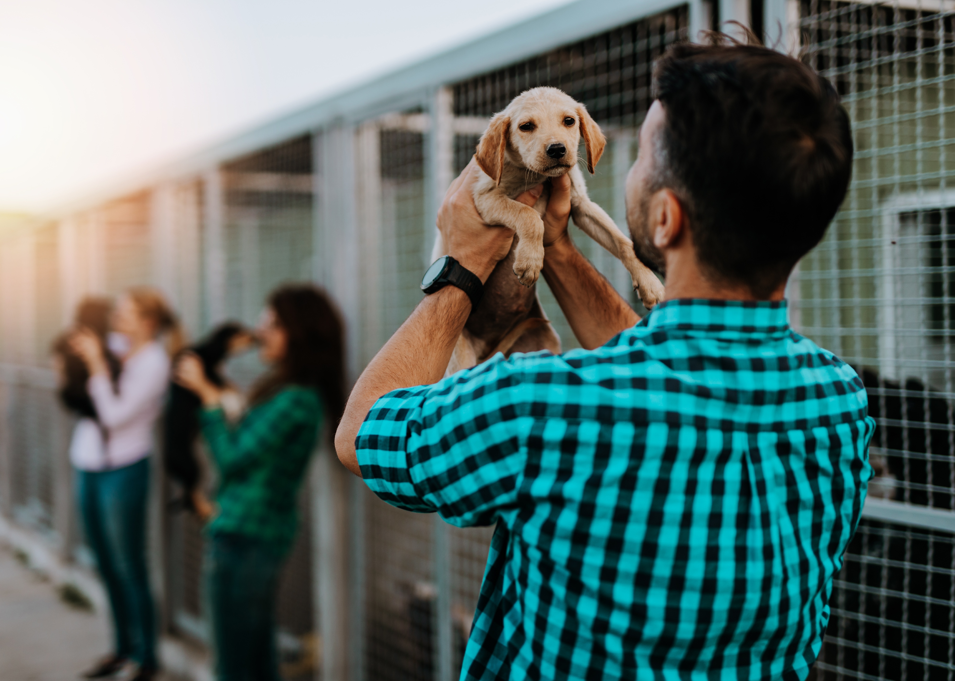 Dogs Available for Adoption in Minneapolis | Stacker