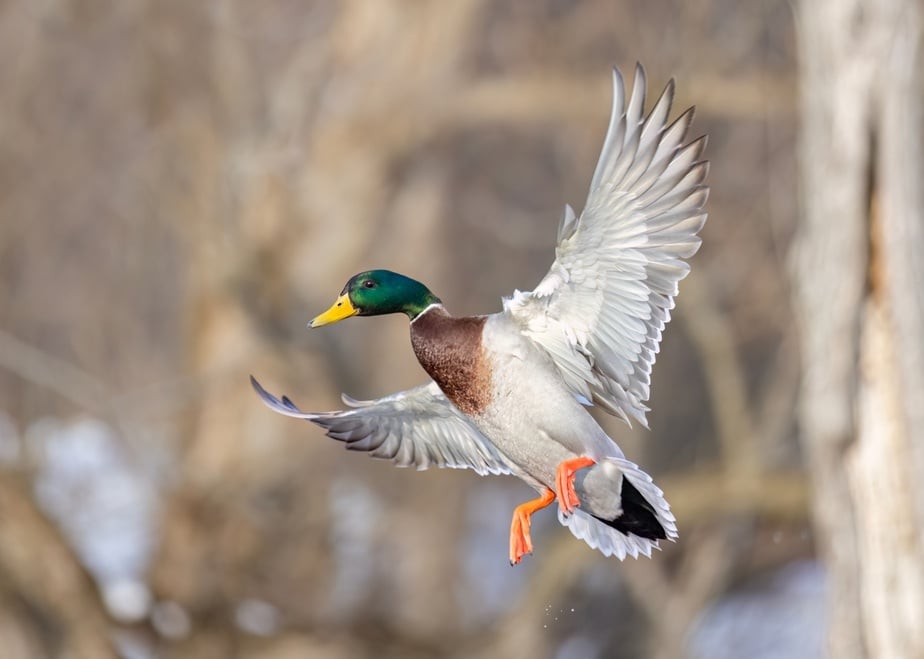 Most Commonly Hunted Migratory Birds in Colorado | Stacker