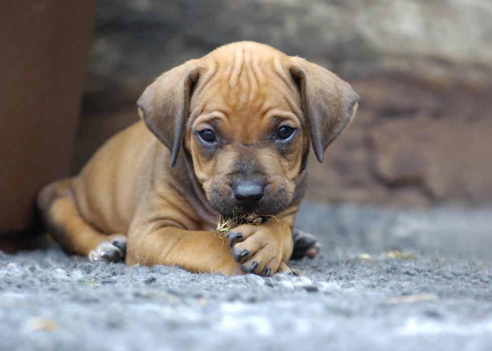 Puppies Available for Adoption in Walla Walla Stacker