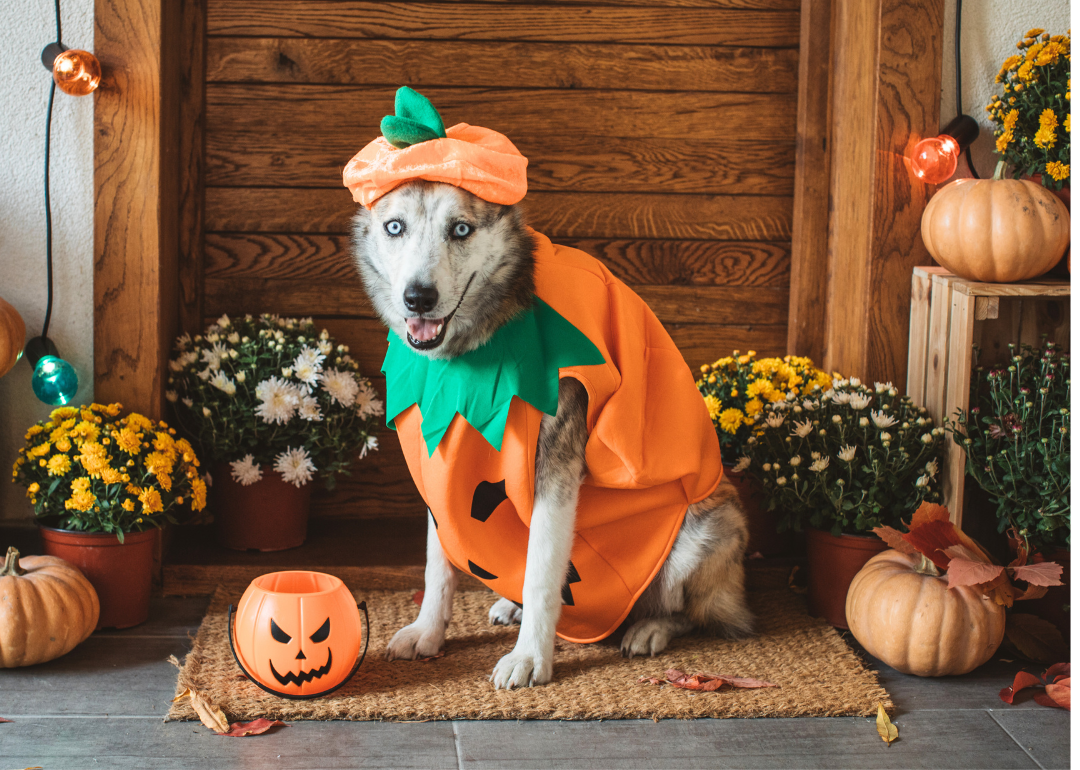 Puppy pumpkin costume best sale