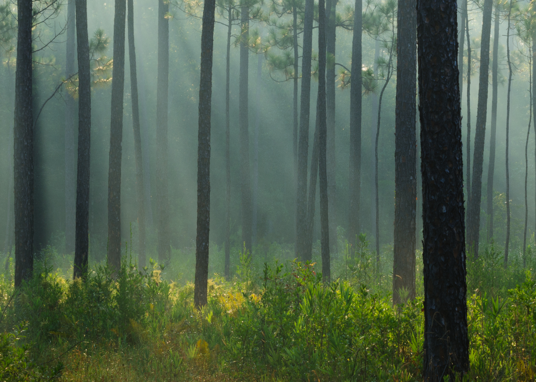 See How Many Registered Hunters Are in Alabama | Stacker
