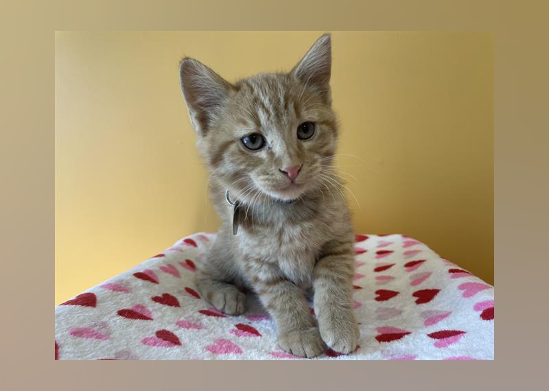 Kittens Available for Adoption in Denver Stacker