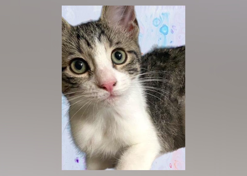 Kittens Available for Adoption in Miami Stacker