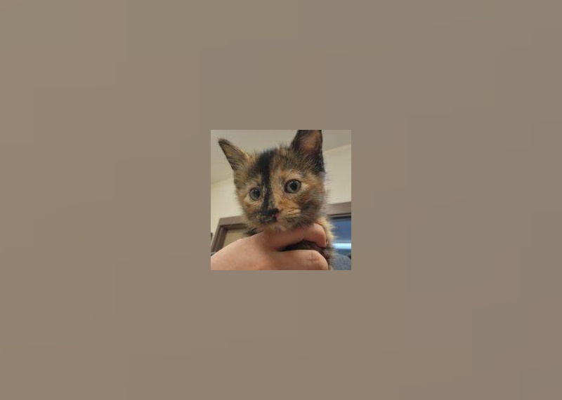 Kittens Available for Adoption in Des Moines Stacker