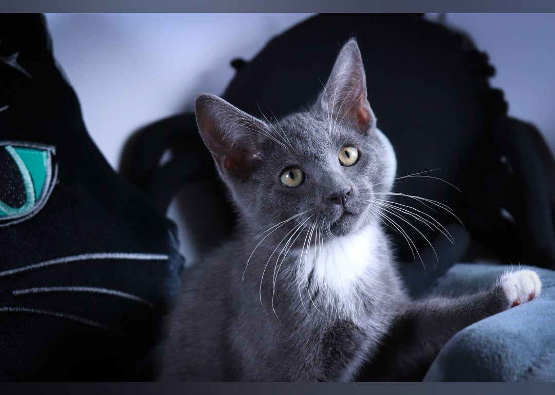 Kittens Available for Adoption in Dallas Stacker