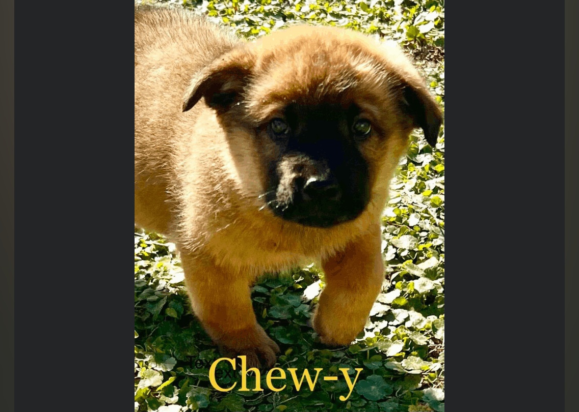 Puppies Available for Adoption in Myrtle Beach Stacker