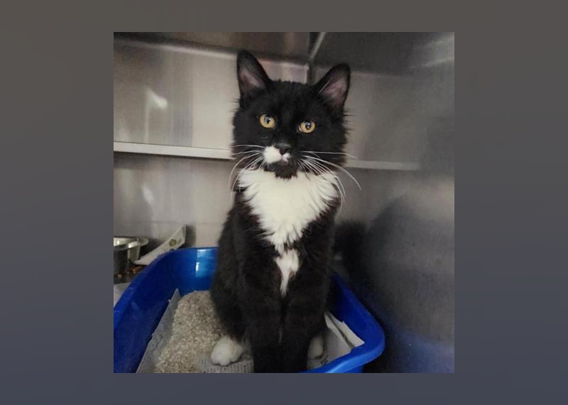 Kittens Available for Adoption in Las Vegas Stacker