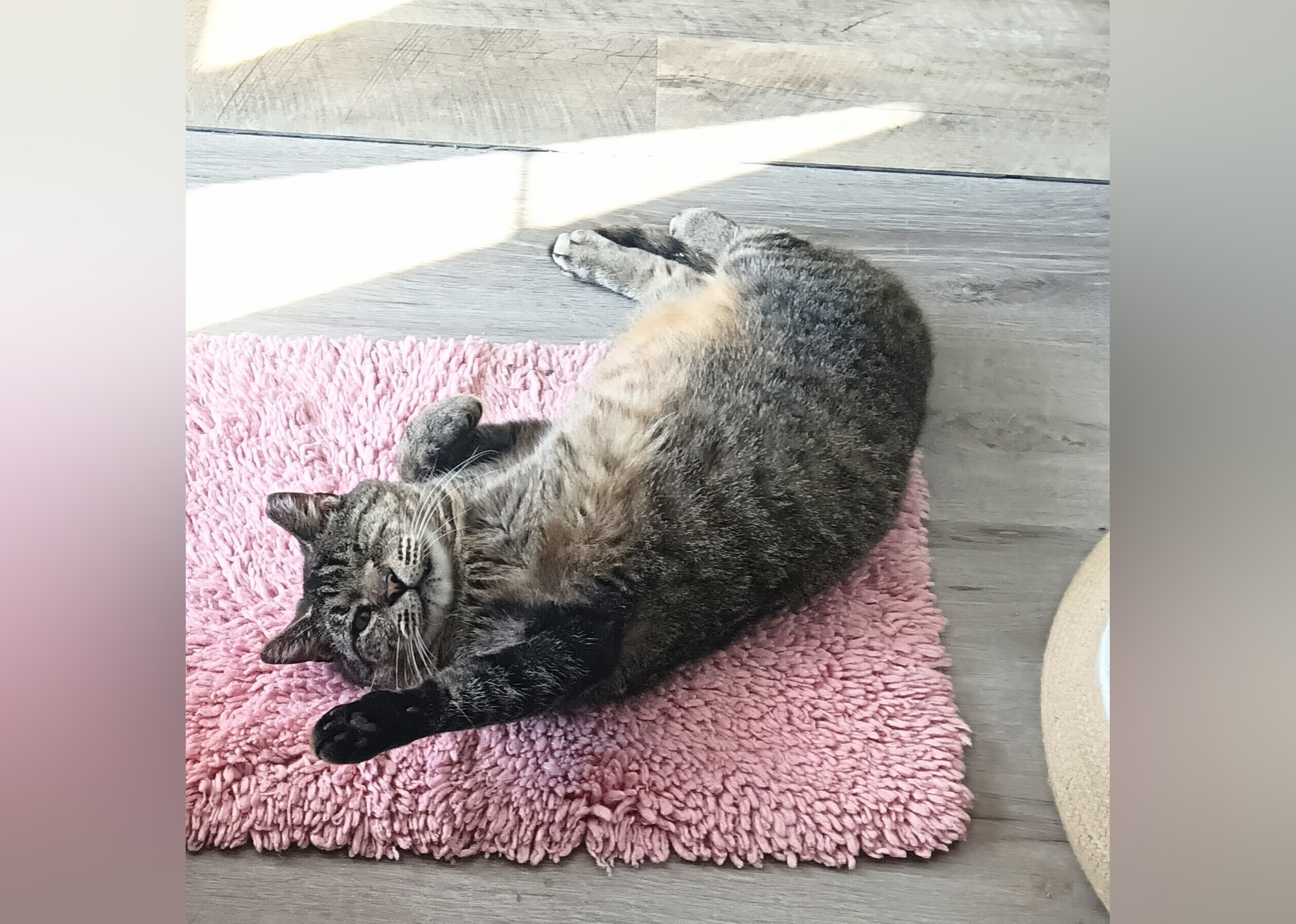 Cats Available for Adoption in Myrtle Beach Stacker