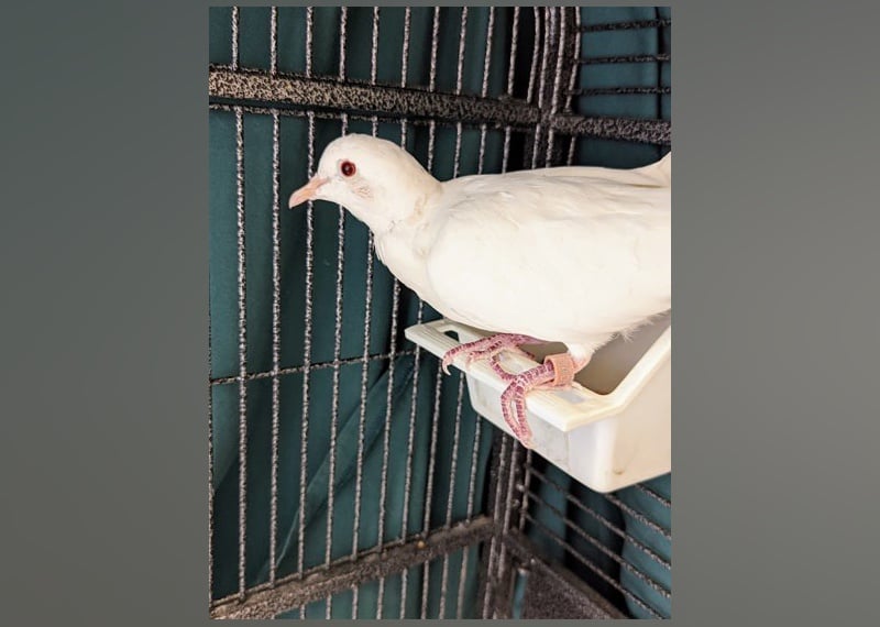 Exotic Pets Available for Adoption in Montreal Stacker