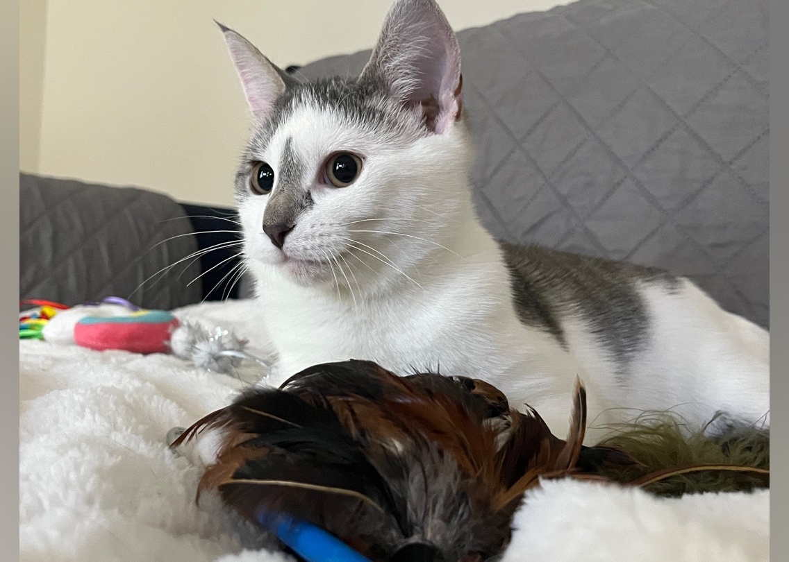 Kittens Available for Adoption in Greenville Stacker