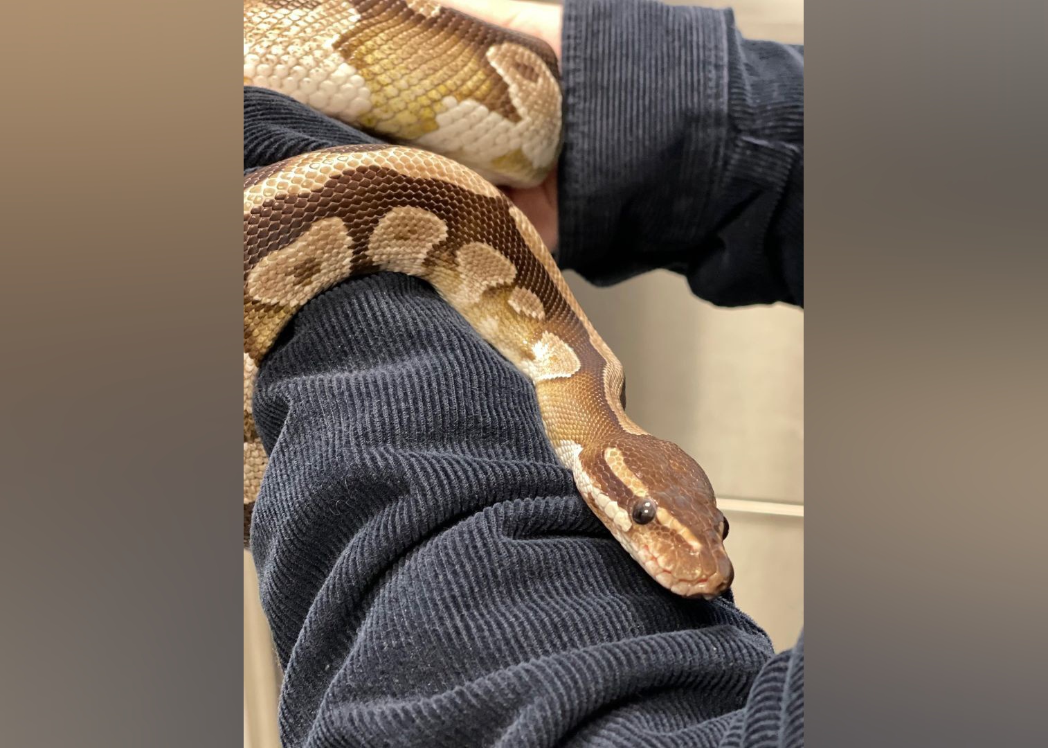 Exotic Pets Available for Adoption in Vancouver Stacker