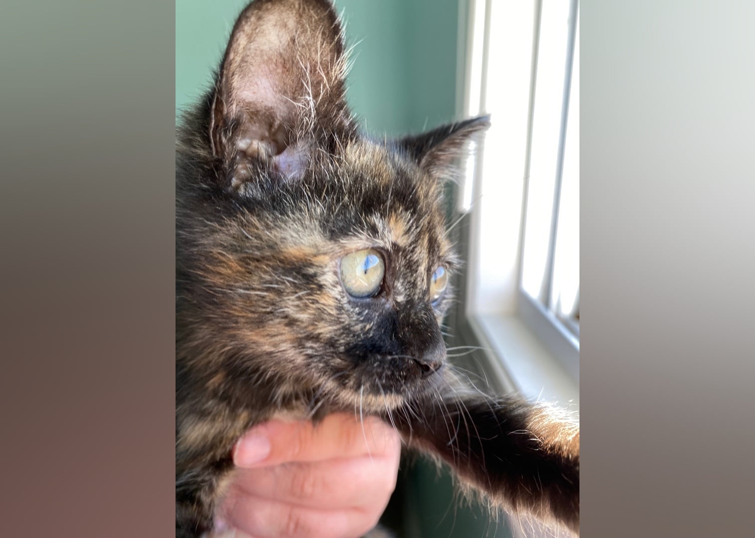 Kittens Available for Adoption in Greenville Stacker